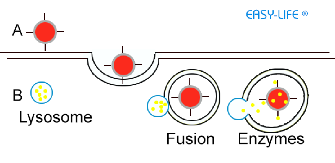 Easy-Life Voogle lysosomes